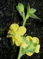  Floweing shoot